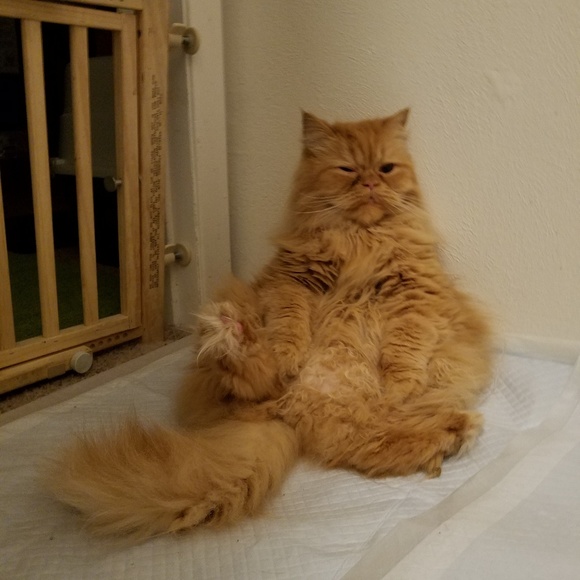 Meet your Posher, Jeanne - Picture 5 of 7